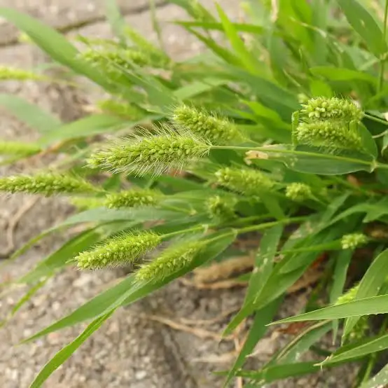 Setaria virdis